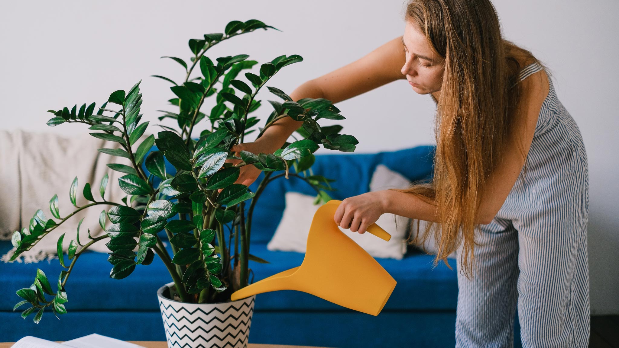Trồng 6 loại cây này trong nhà xua đuổi tai họa và tăng cường tài lộc, phú quý